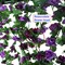 Purple Rose Vines 5 Pcs 41 Ft Fake Flowers Plants (5pc Purple + Dark Purple)